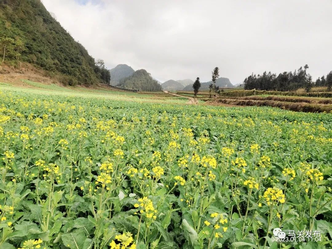 拼经济 马关在行动丨大栗树乡万亩油菜长势喜人 农民丰收在望