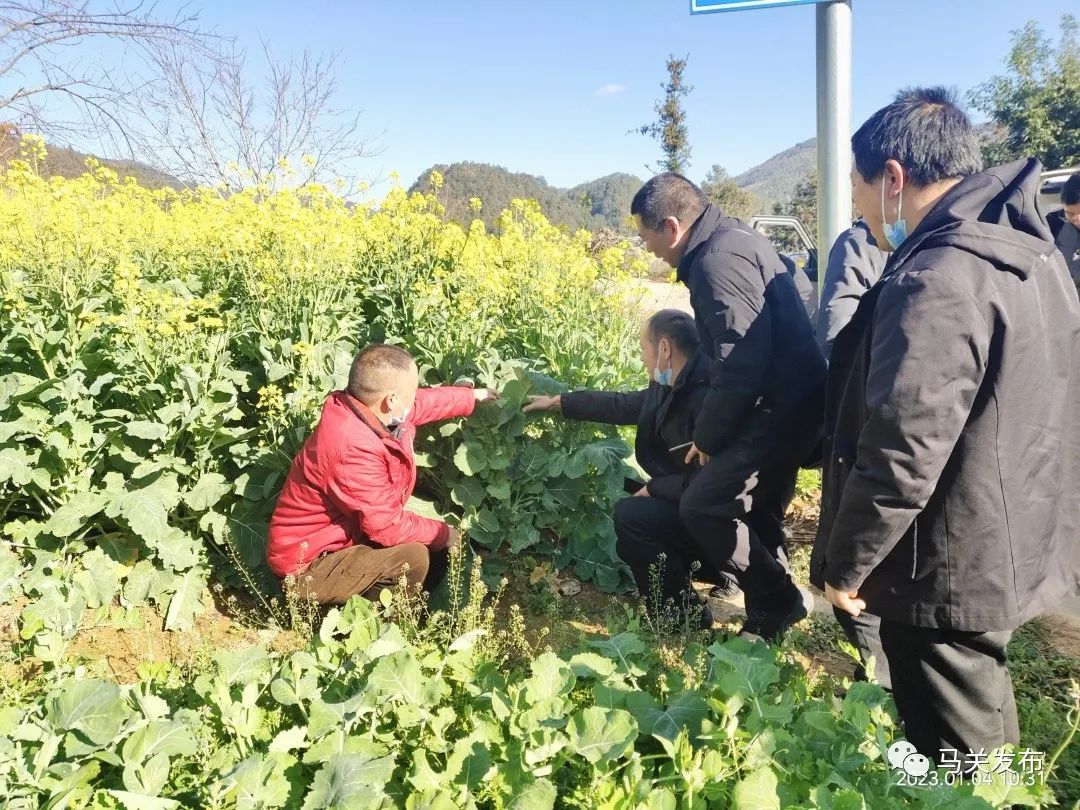 拼经济 马关在行动丨大栗树乡万亩油菜长势喜人 农民丰收在望